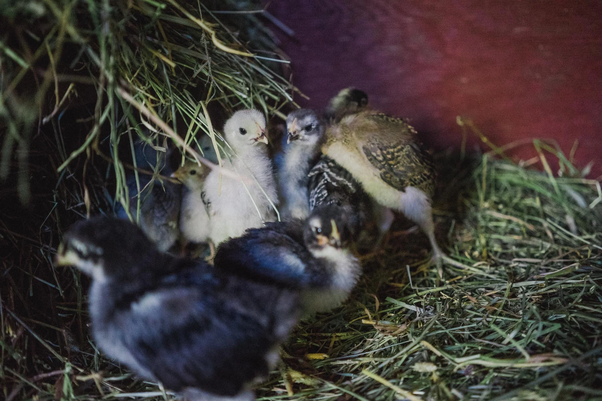 Chicks2017.jpg