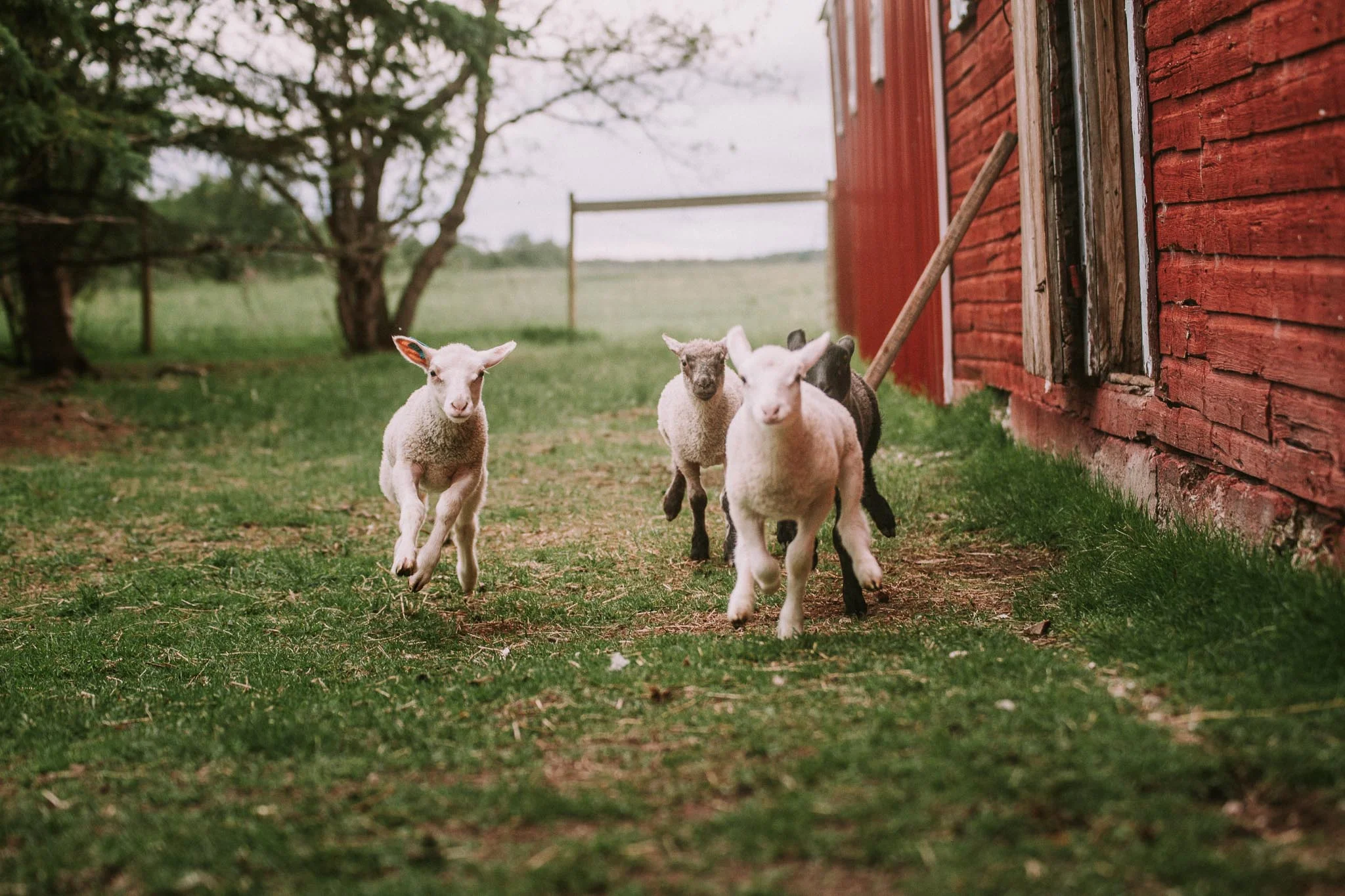 Spring on the Farm Weekend- Visite du printemps 2019