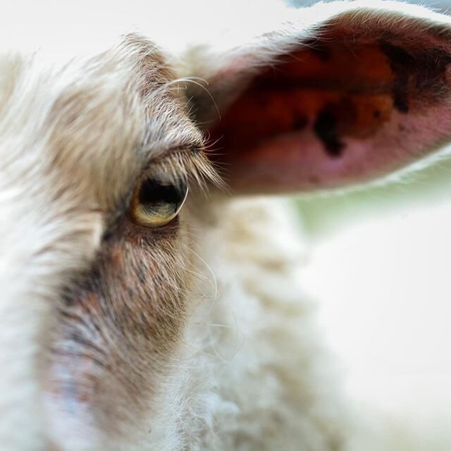 Something about her eye... Thea and Flower both bottle babies I raise, and I&rsquo;m in love with their fleeces too. But those eyes 😍
#choosewool #naturaleyelashes #sheepofinstagram #rideauarcott