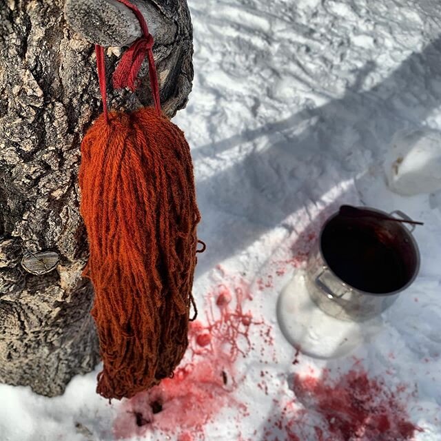 Just some lovely locally spun yarn hanging out on a tree on a sunny march morning after being dyed with roots and little bugs. Nature is amazing and I love how it allows me to create ❤️🔥
#naturallybeautiful #naturalyarn #naturalwool #naturaldye #nat