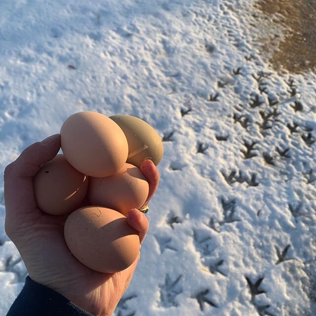 Printemps arrive! Les poules sont de retours &agrave; pondre et j&rsquo;adore! 
Time change tomorrow morning 3am #springforward #springchicken #springmelt #springiscoming