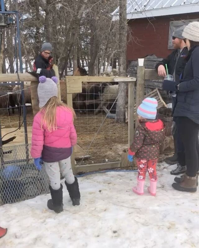 Busy day on the farm yesterday Sheering our flock! At the Same time since we are handling them we also vaccinated them and trimmed all the feet (full hair cut mani-pedi day!) to minimize stress. They get handled for maybe 10 min each and then that&rs