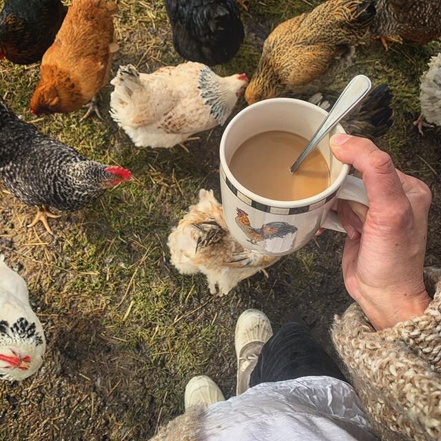Chicken mug ftw... also my feet keep getting confused. Put away the Sorel boots and keep the Muck out? Or keep the Sorels out who knows anymore! #funnyspring #chickensofinstagram #sorelboots #muckboots #farmfootwear #chickenmug #fluffybutts