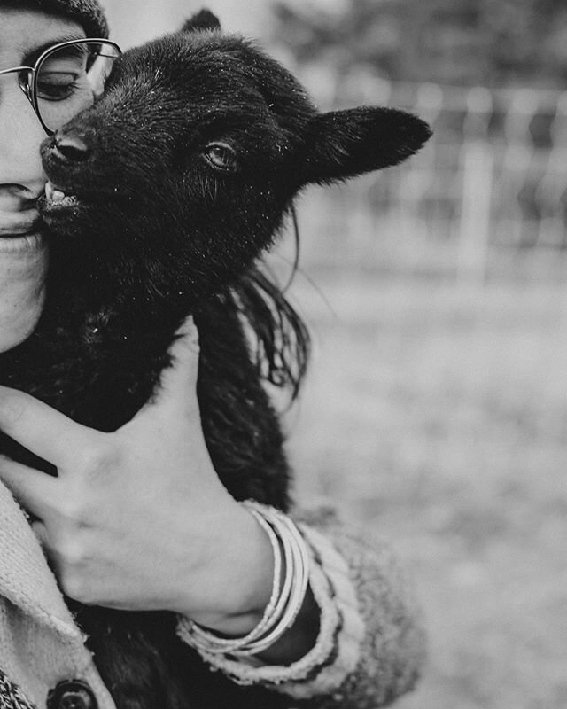 Don&rsquo;t mind me, while I steal all the lamb snuggles...💕 #lambsofinstagram #agneaux #rideauarcott #shetlandsheep