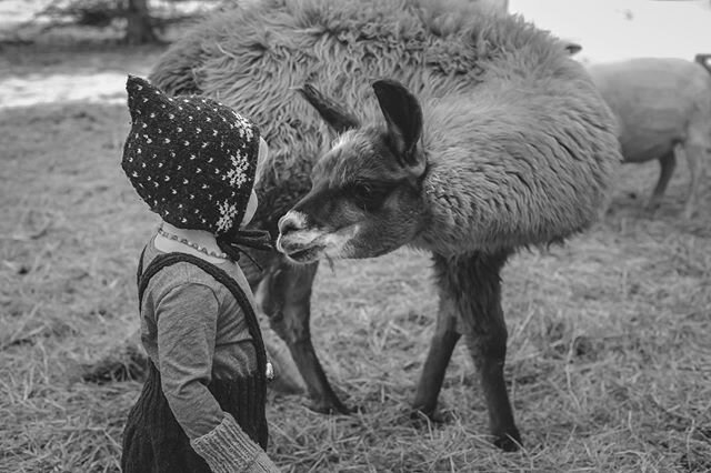 I&rsquo;ve been posting too many lambs and our other little are wondering why they aren&rsquo;t the center of attention anymore! Cria (baby llama) Coconut and our little human baby wearing knits by my maman, grown from our sheep, spun locally 😍
Bonn