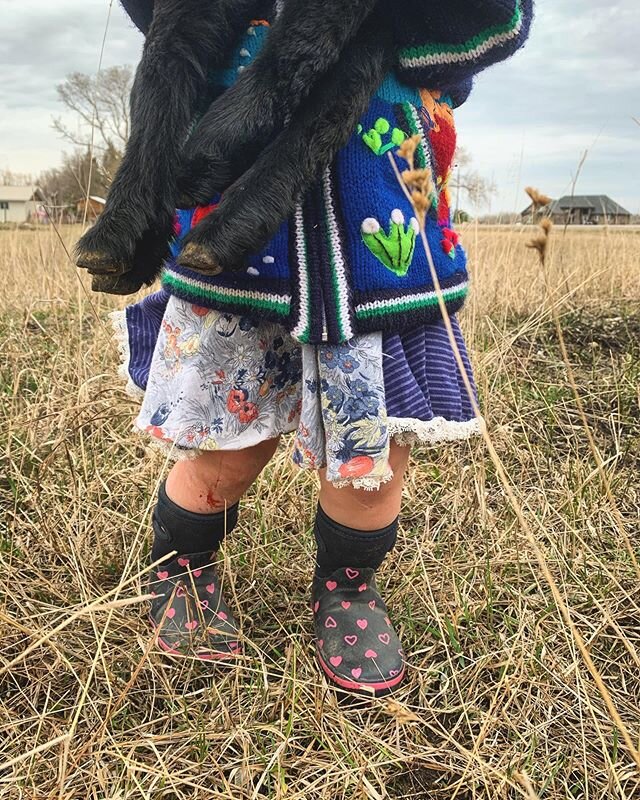 Spring + Baby legs 
#lambsofinstagram #farmkids #letthembelittle #springkids #thefacelessproject #springonthefarm
