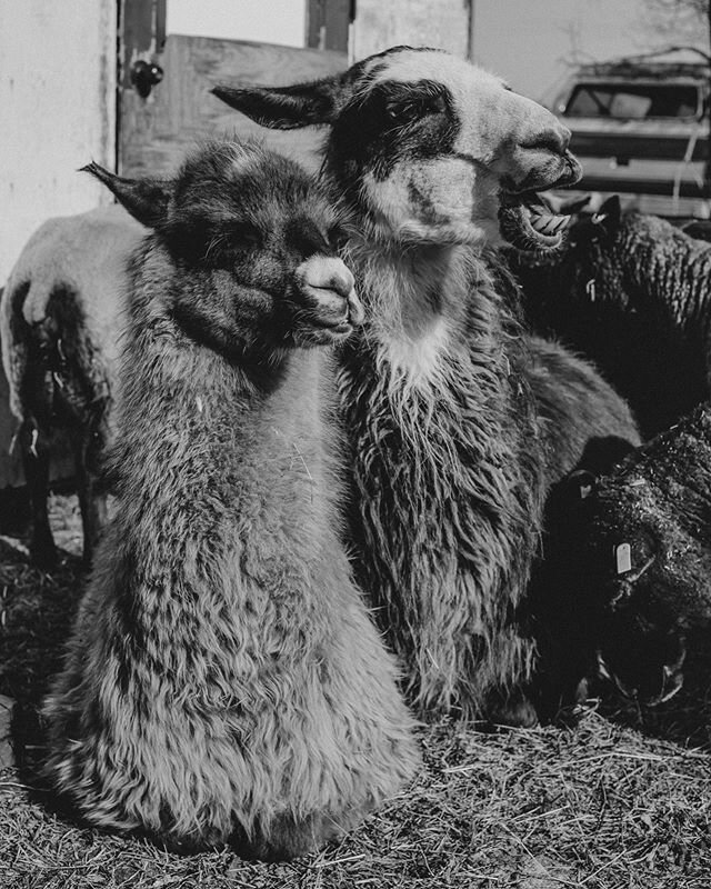 Coconut et ananas se sont fait tondre samedi pass&eacute; nos vid&eacute;os pour voir comme &ccedil;a c&rsquo;est passer. Check out our videos for coconut&rsquo;s first haircut! Although it isn&rsquo;t quite as soft as Alpaca, Llama fibre can be used