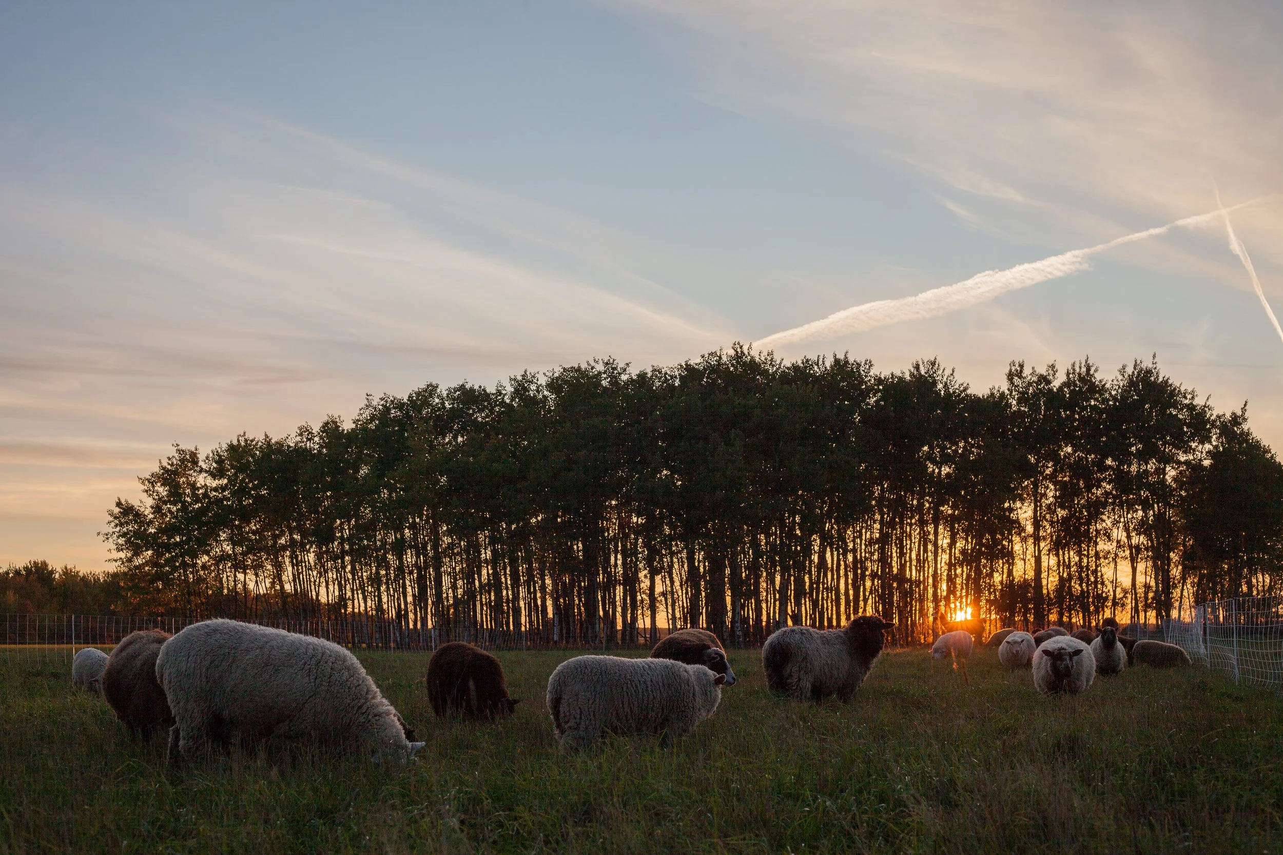 Retire-A-Sheep