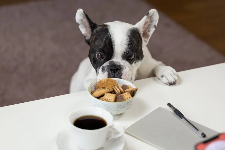 CBD Treats for Dogs With Nausea 2.jpeg