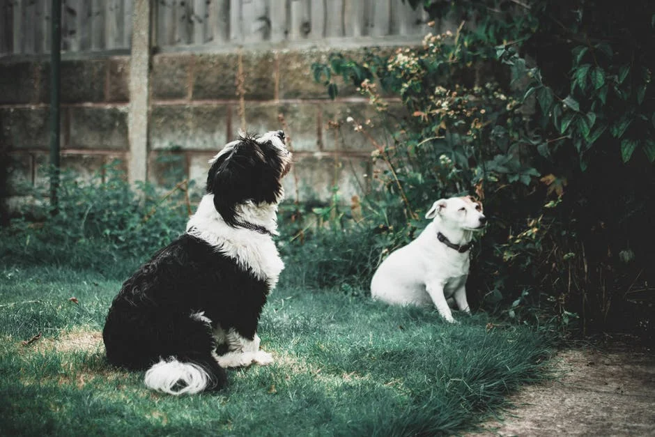 Treatments for Arthritis in Dogs.jpeg