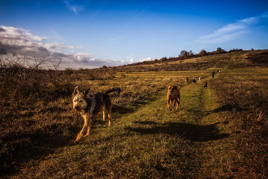 Treatments for Pain in Dogs 2.jpeg
