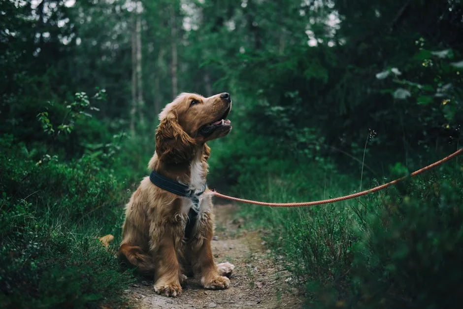 Can A Dog Get Poison Ivy 2.jpeg
