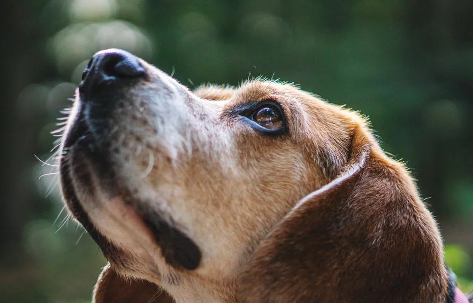 Keeping Your Senior Dog Active 2.jpeg