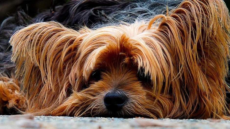 Side Effects of Xanax for Dogs 2.jpeg