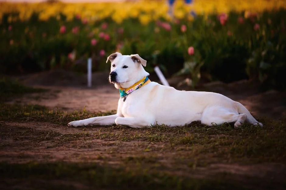 Liver Failure in Dogs A Helpful Guide 2.jpeg