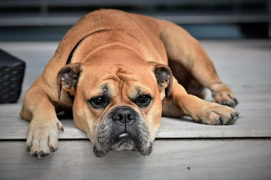 feed old dog 2.jpeg