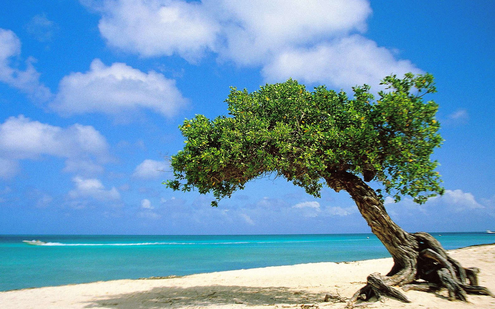 Divi-divi-Tree-Aruba-pictures.jpg