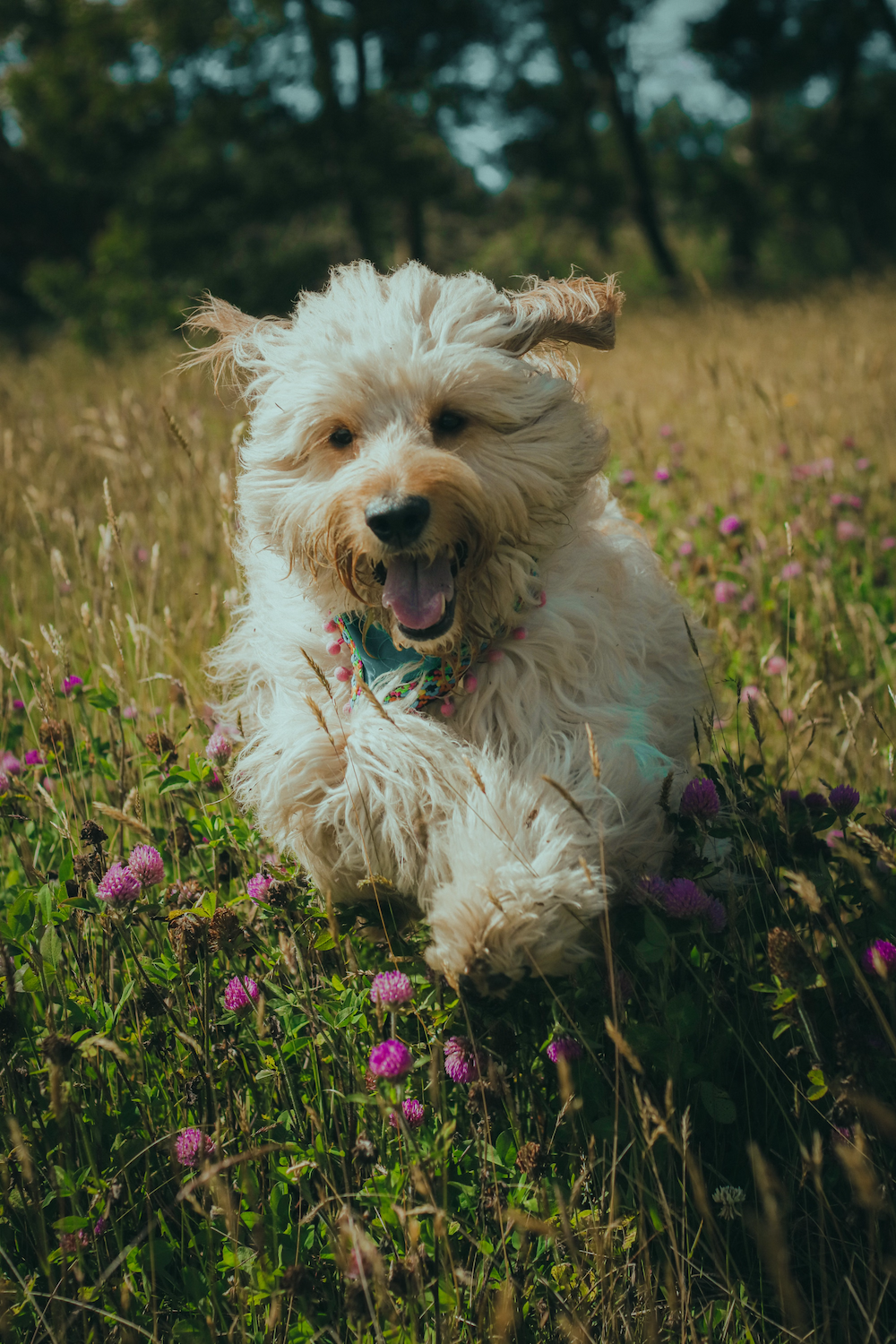 Dog running in a countryside dog boarding retreat