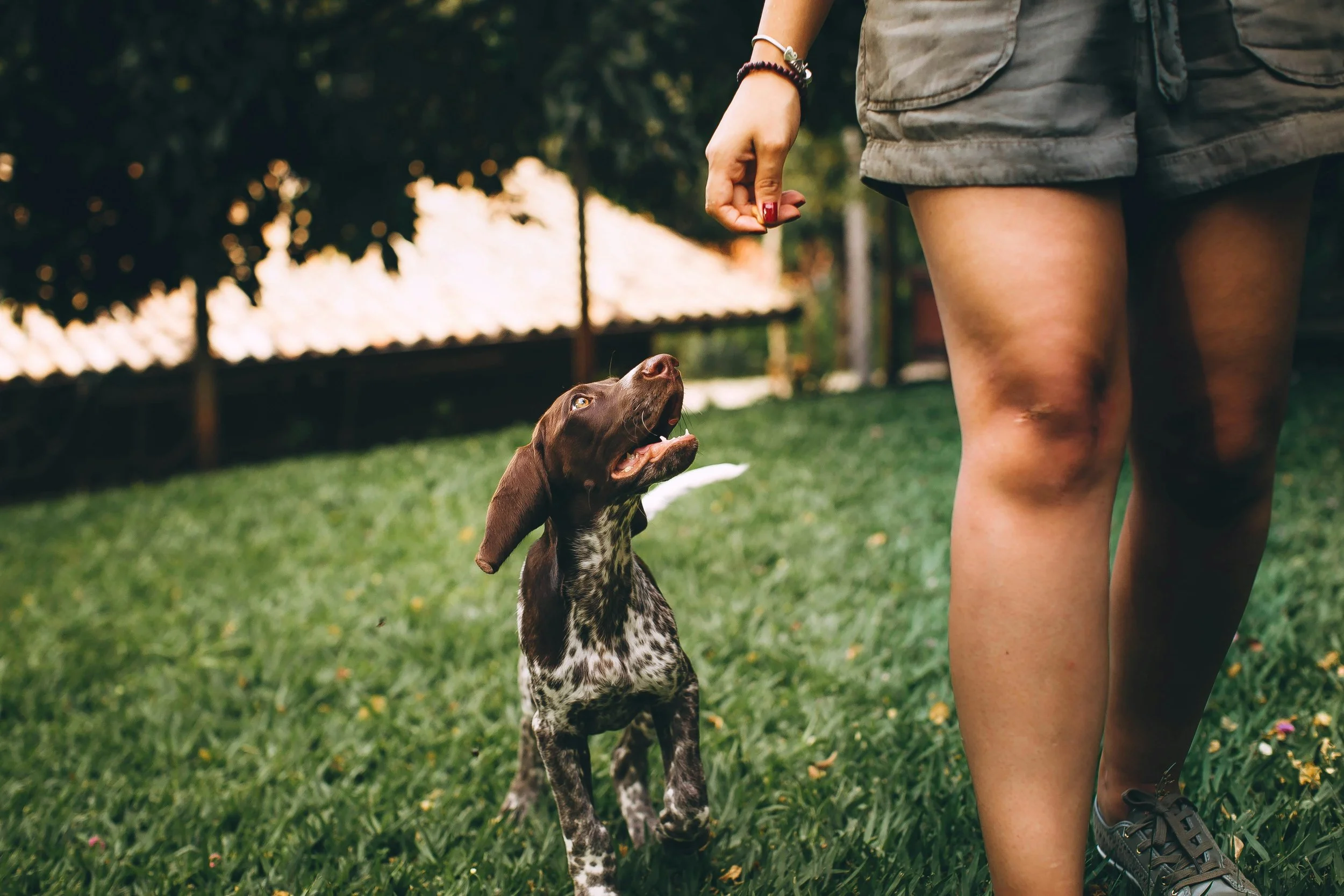 A German Shorthaired Pointer puppy happily walking next to a person in the grass.