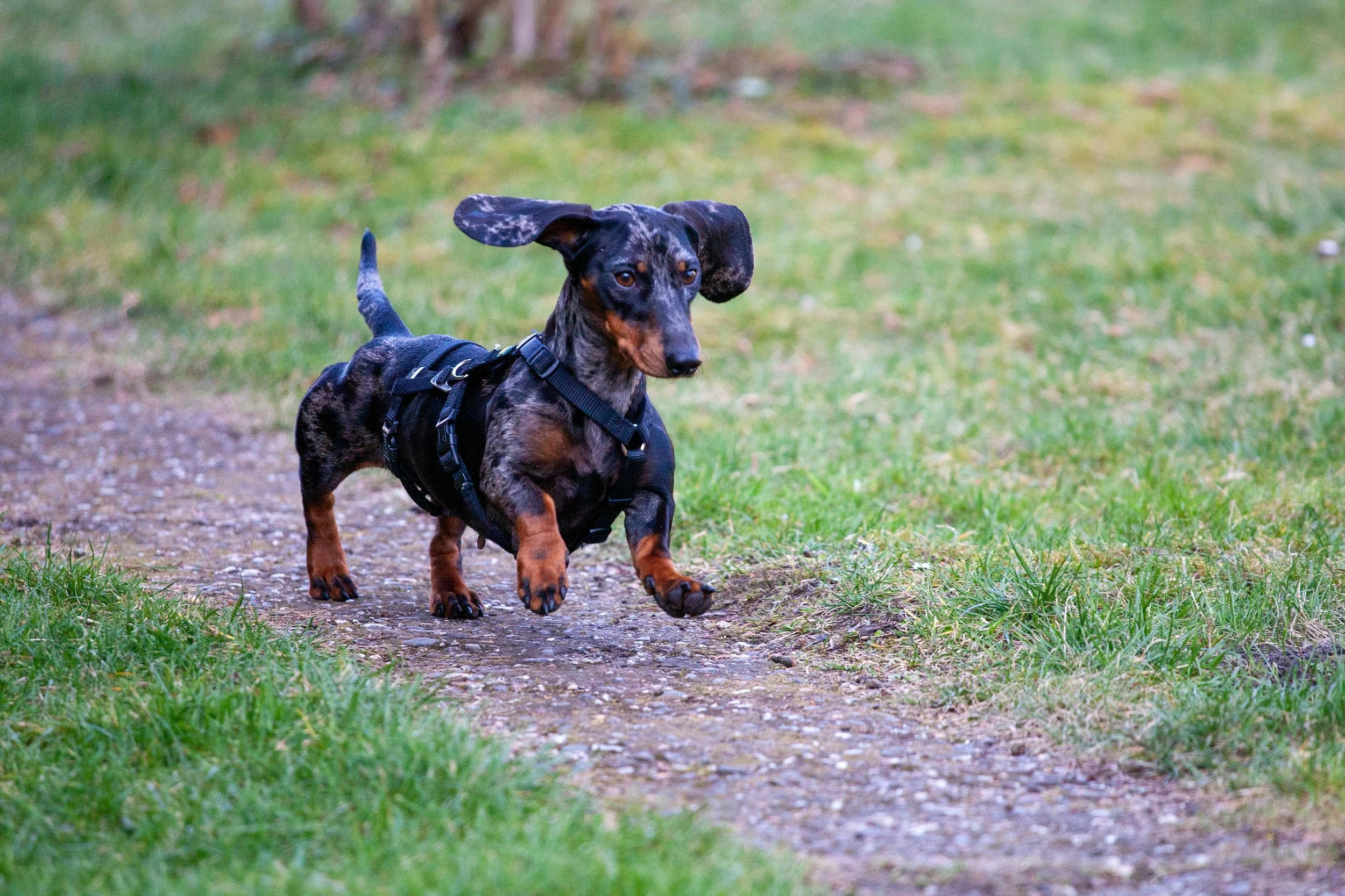 Cute dachshund puppy running outside on a countryside retreat