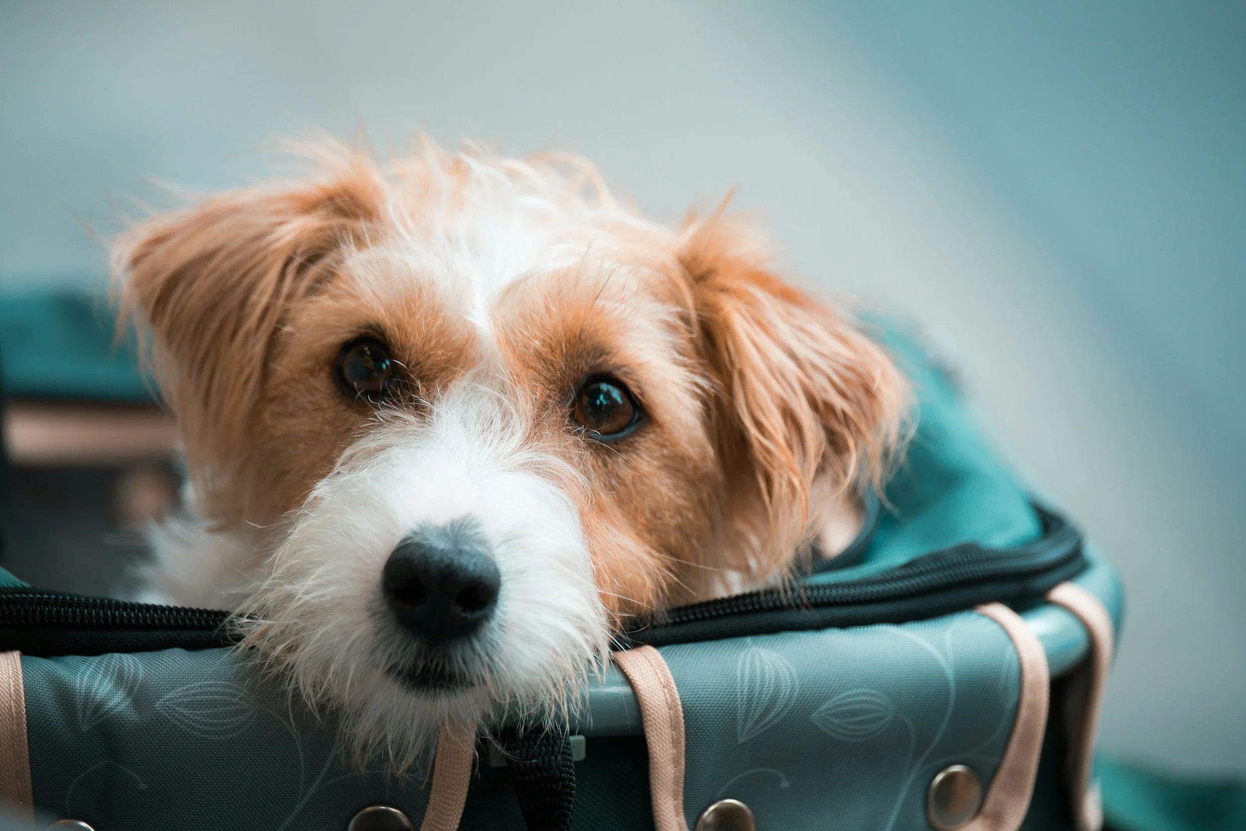 What to Pack for Dog Boarding — The Ultimate Checklist for a Happy, Stress-Free Stay