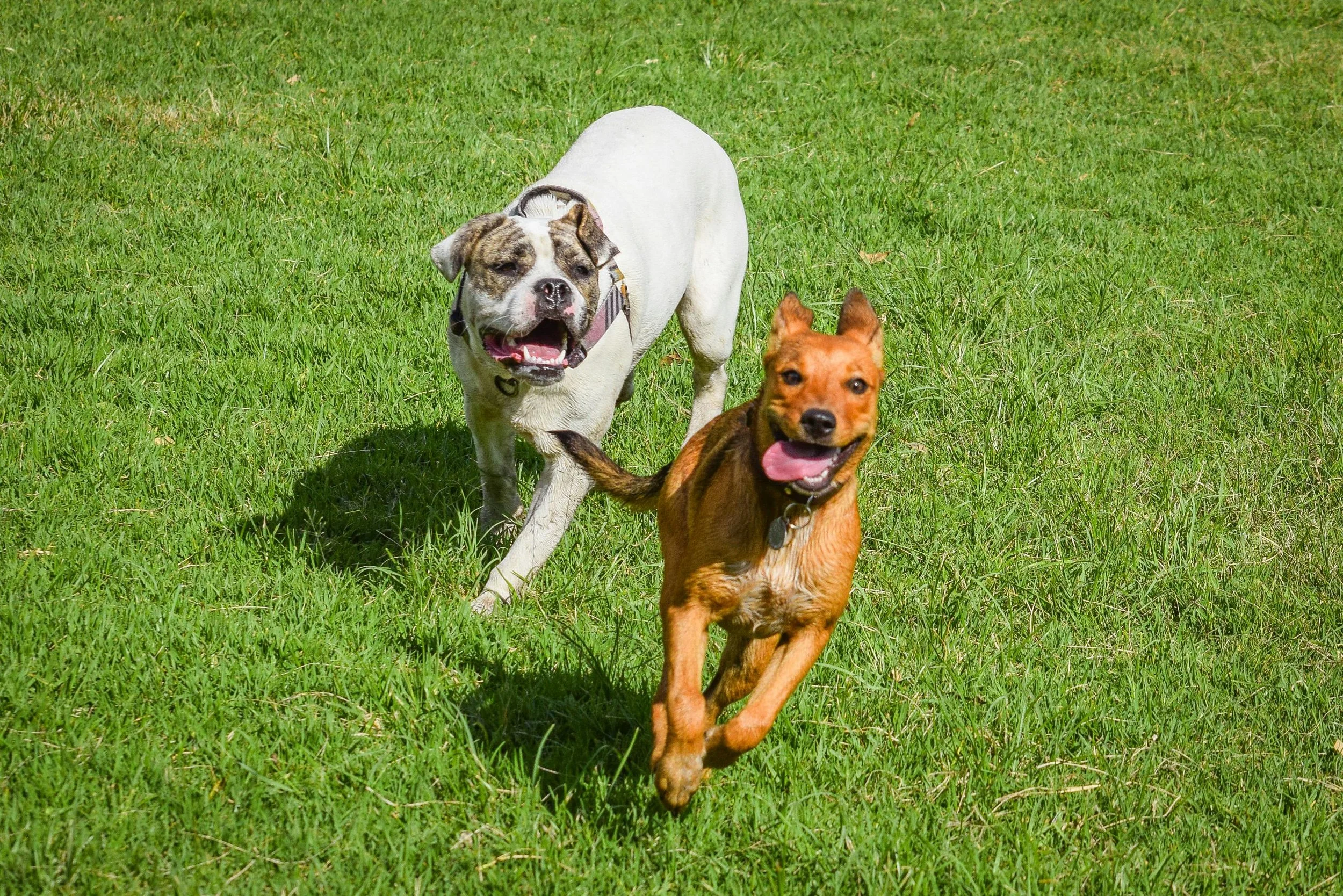 two dogs playing in a field in NYC
