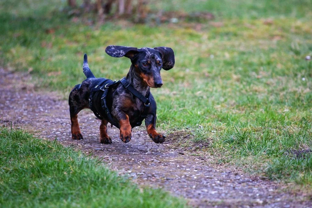 Can You Board a Puppy? A Trainer’s Guide to Happy, Confident First Stays