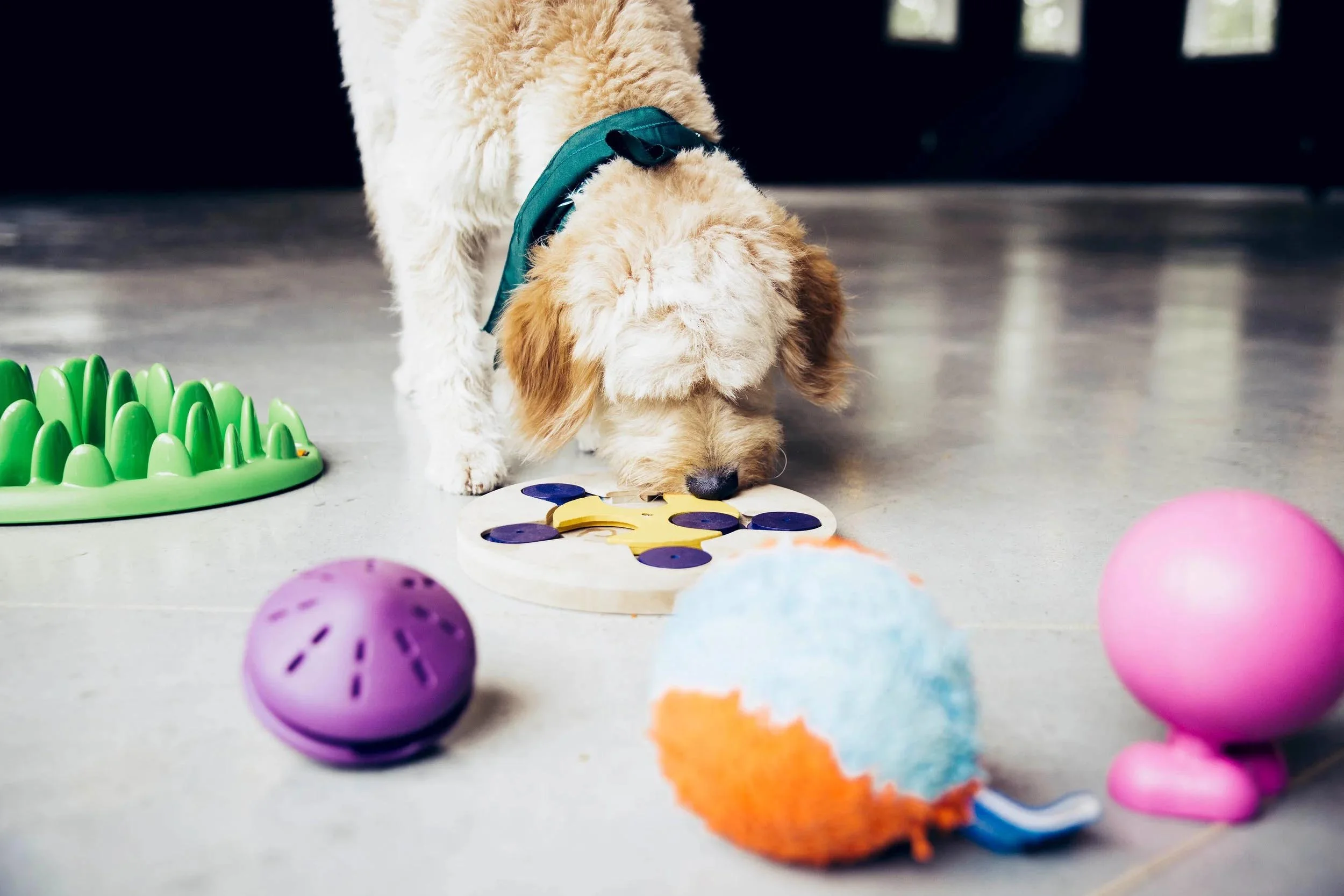 far-fetched-acres-dog-training-services-nyc-img13.jpg