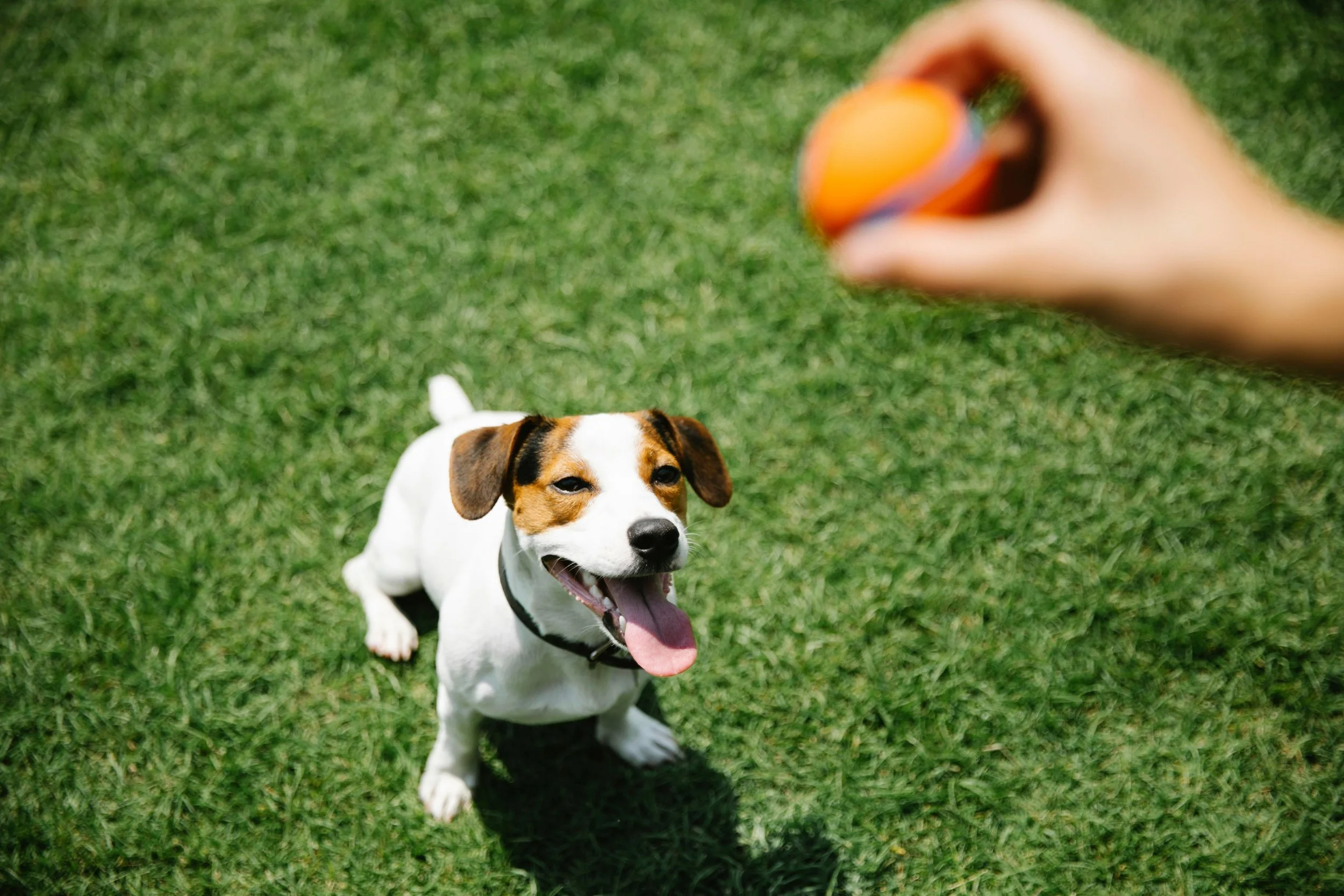 A cheerful Jack Russell Terrier sits eagerly on grass, waiting to catch a ball.