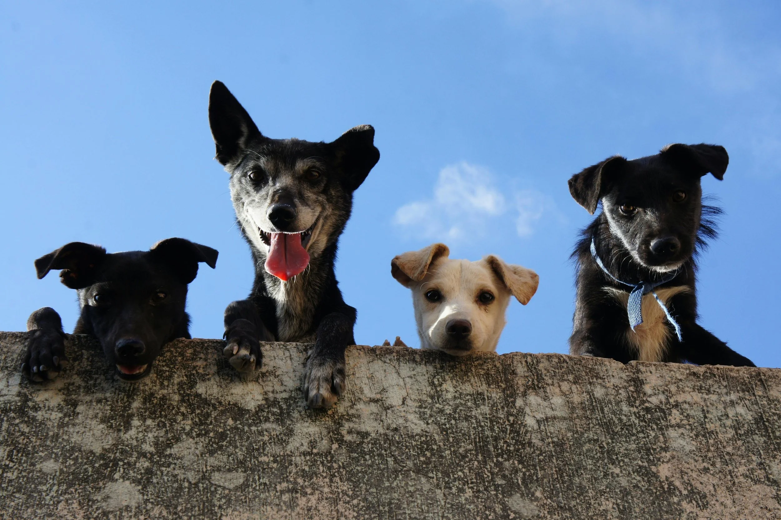 Four playful dogs peek over a wall against a clear blue sky.
