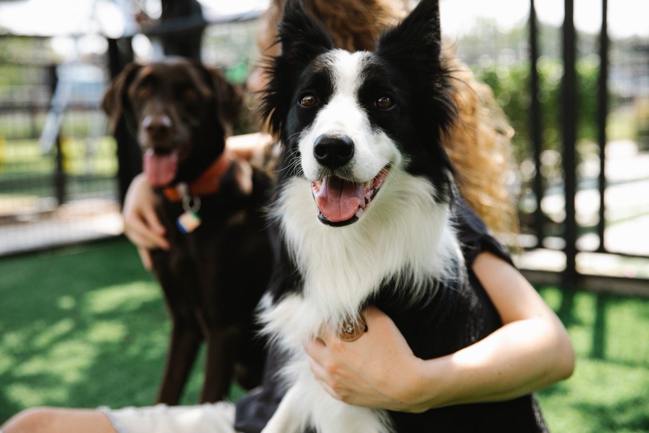 A black and white Border Collie looking happy and brown Labrador and a blurred woman in the background.