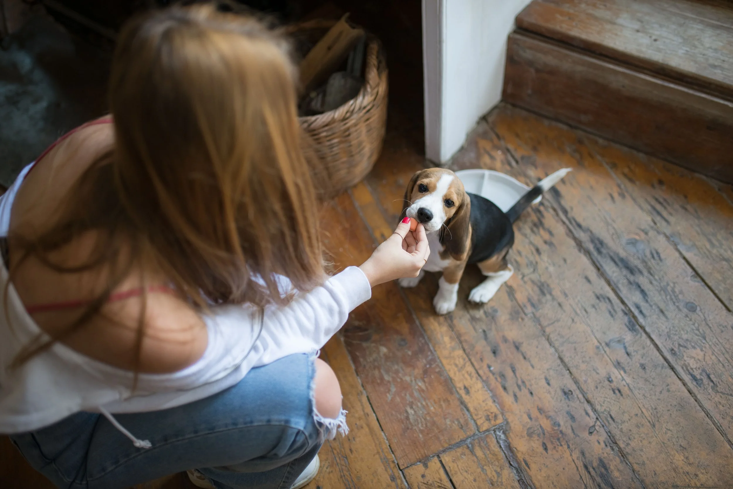 Board and Train vs. Private Lessons: How to Choose the Right Learning Environment for Your Dog