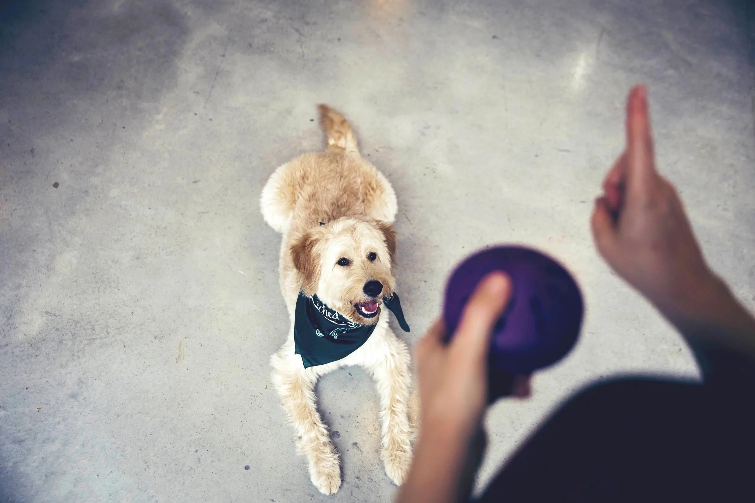 far-fetched-acres-dog-training-services-nyc-img14.jpg