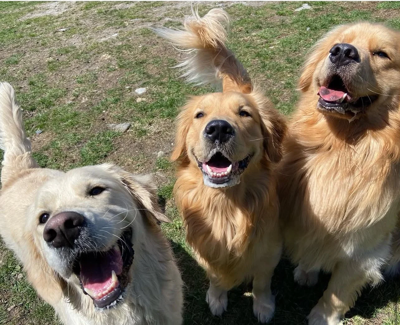 - Jack and Sammy &amp; Sugar