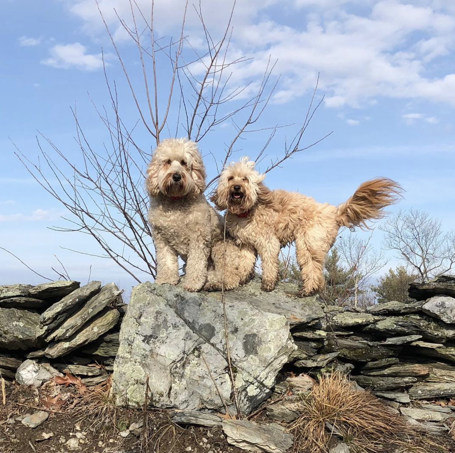 Screenshot 2025-08-11 at 11.39.15 AM.png