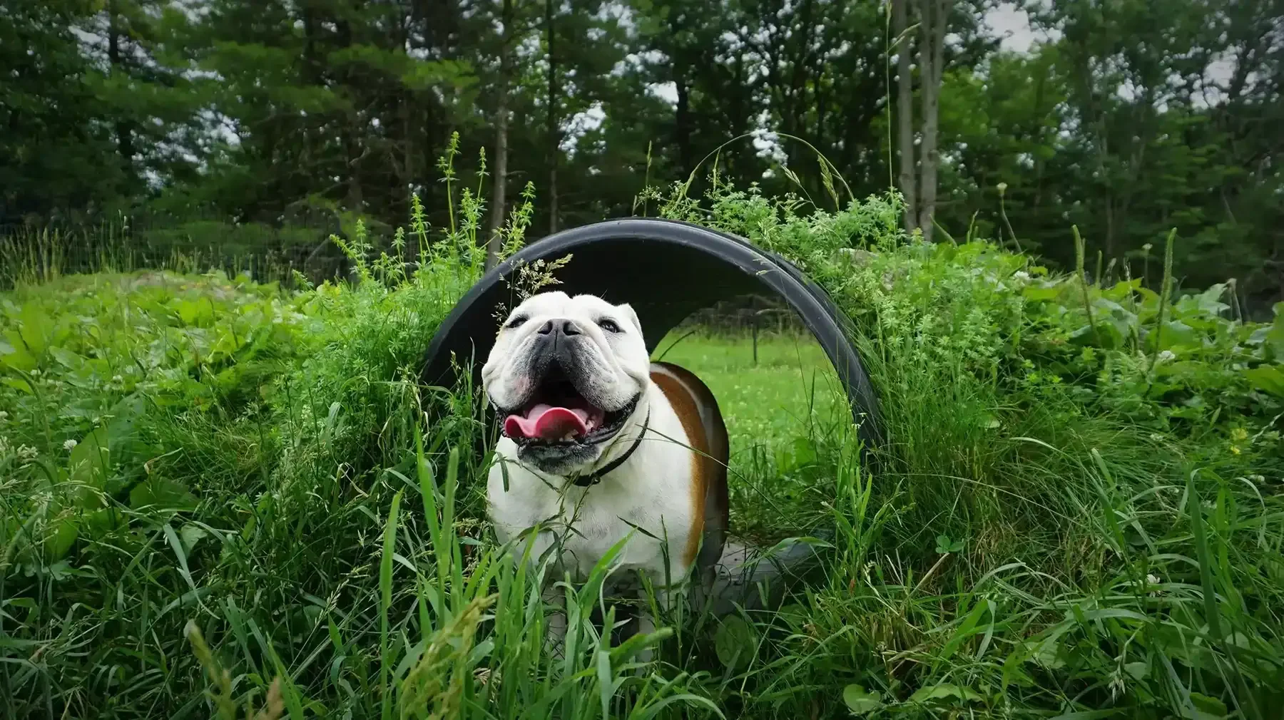 wallphoto copy 2.webp