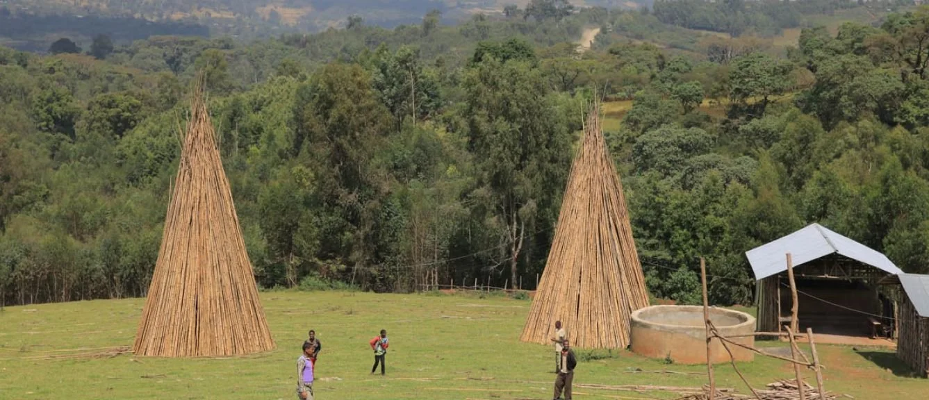 Ethiopian Giji 3 - Dry/Natural