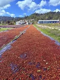 Honduras.jpeg