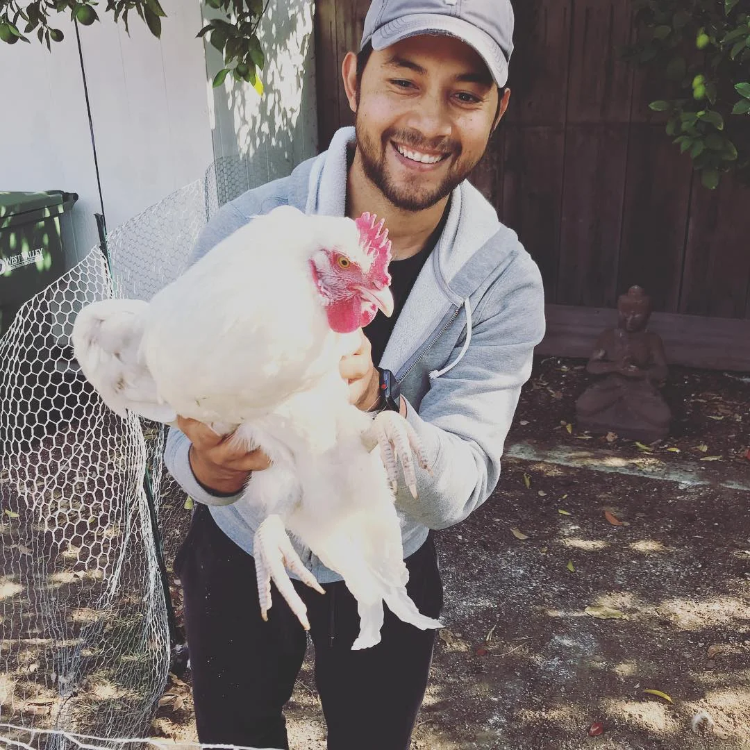 chicken.jpg