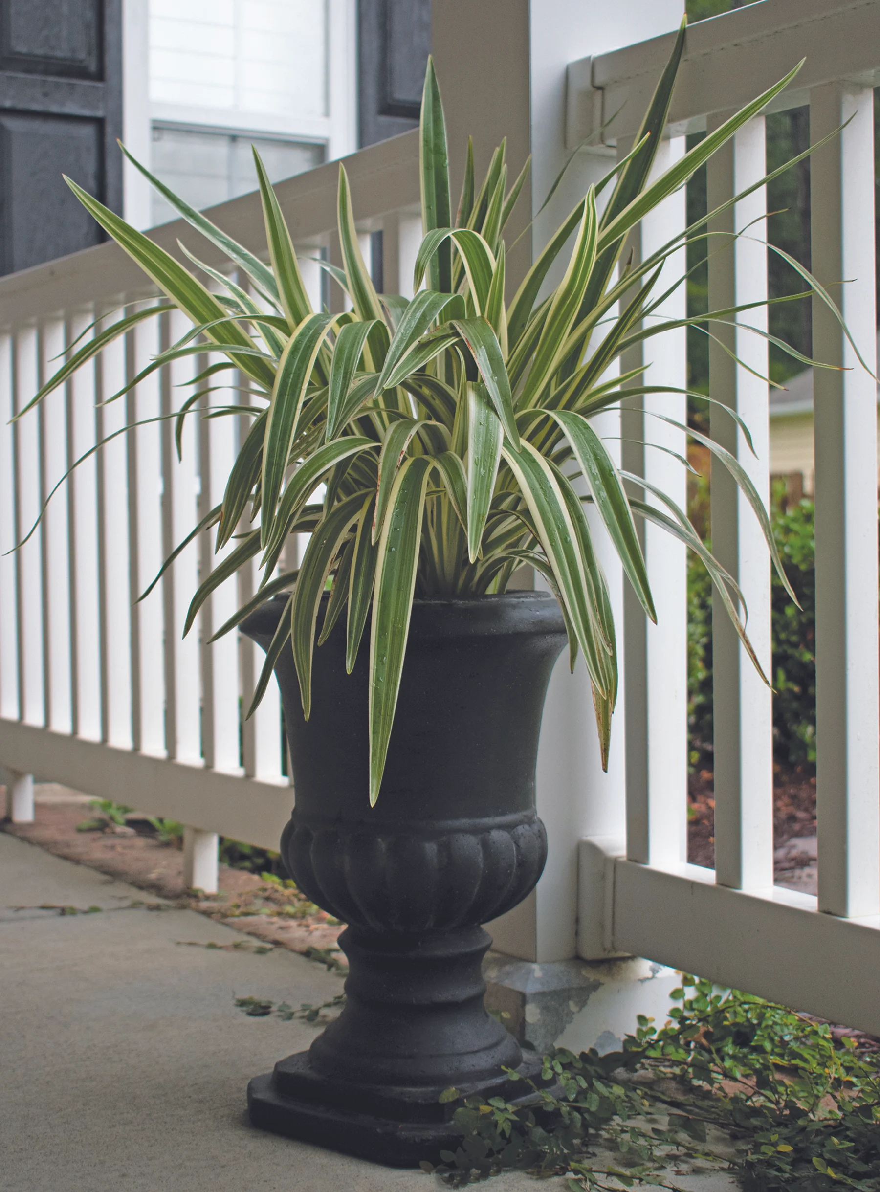 Real Wood - Lawn and Garden - Import Partners - Avera Line AFC209175B - Application (Planted).jpg