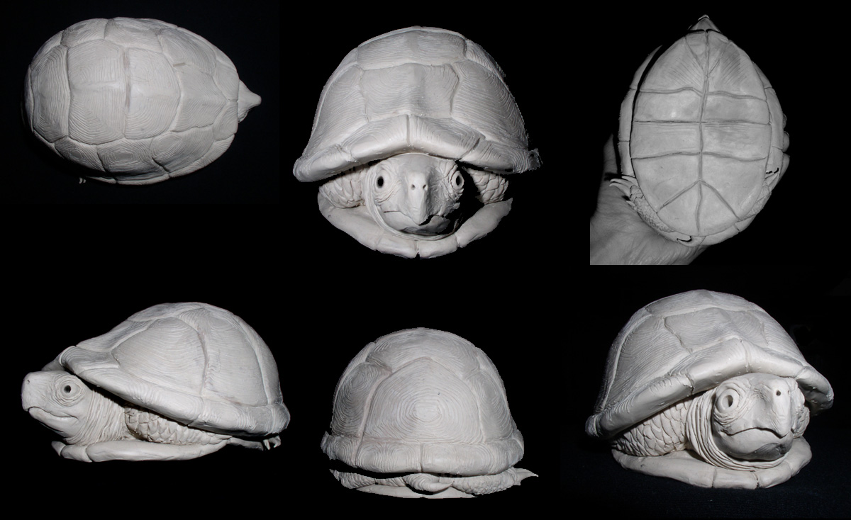 "Terrapin"
