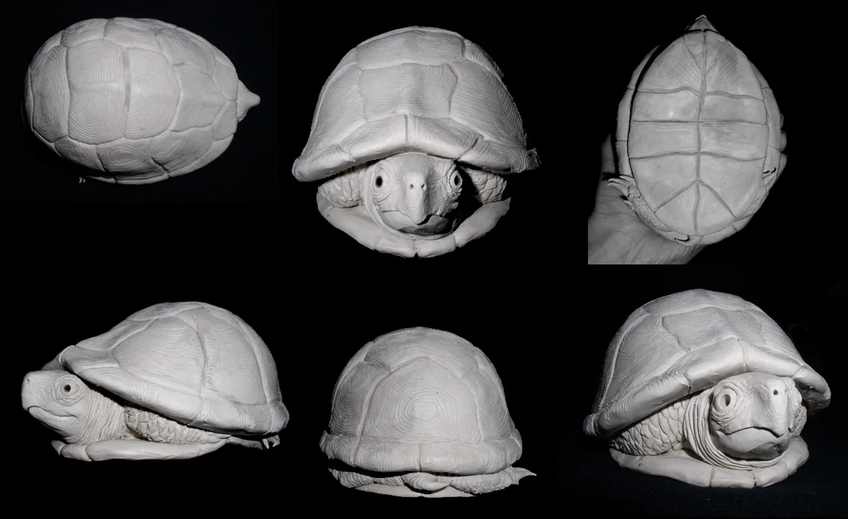 "Terrapin"