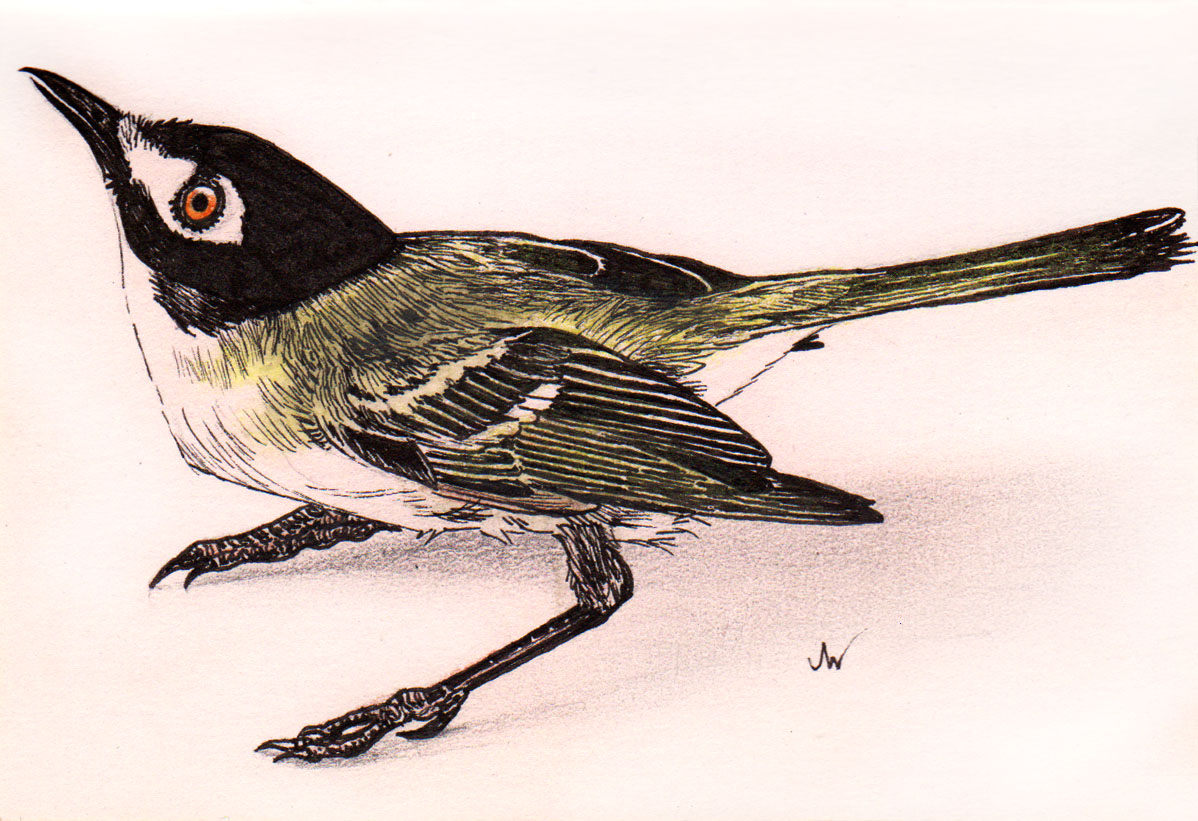 "Black-capped Vireo"