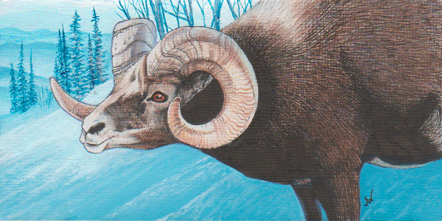 "Bighorn Ram"