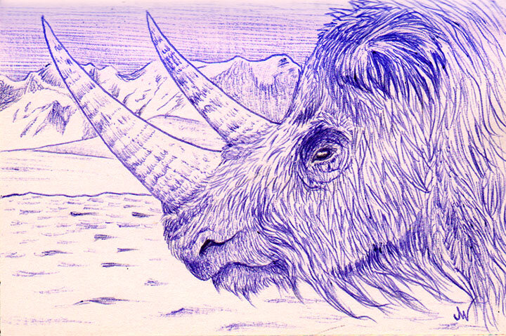 Wooly Rhino