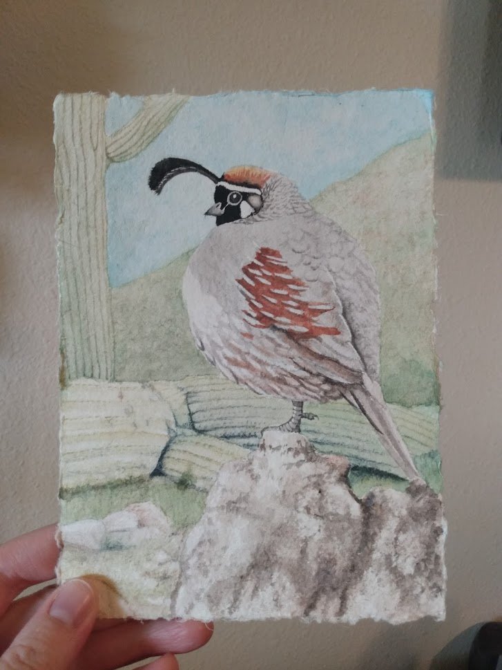 Gambel's Quail