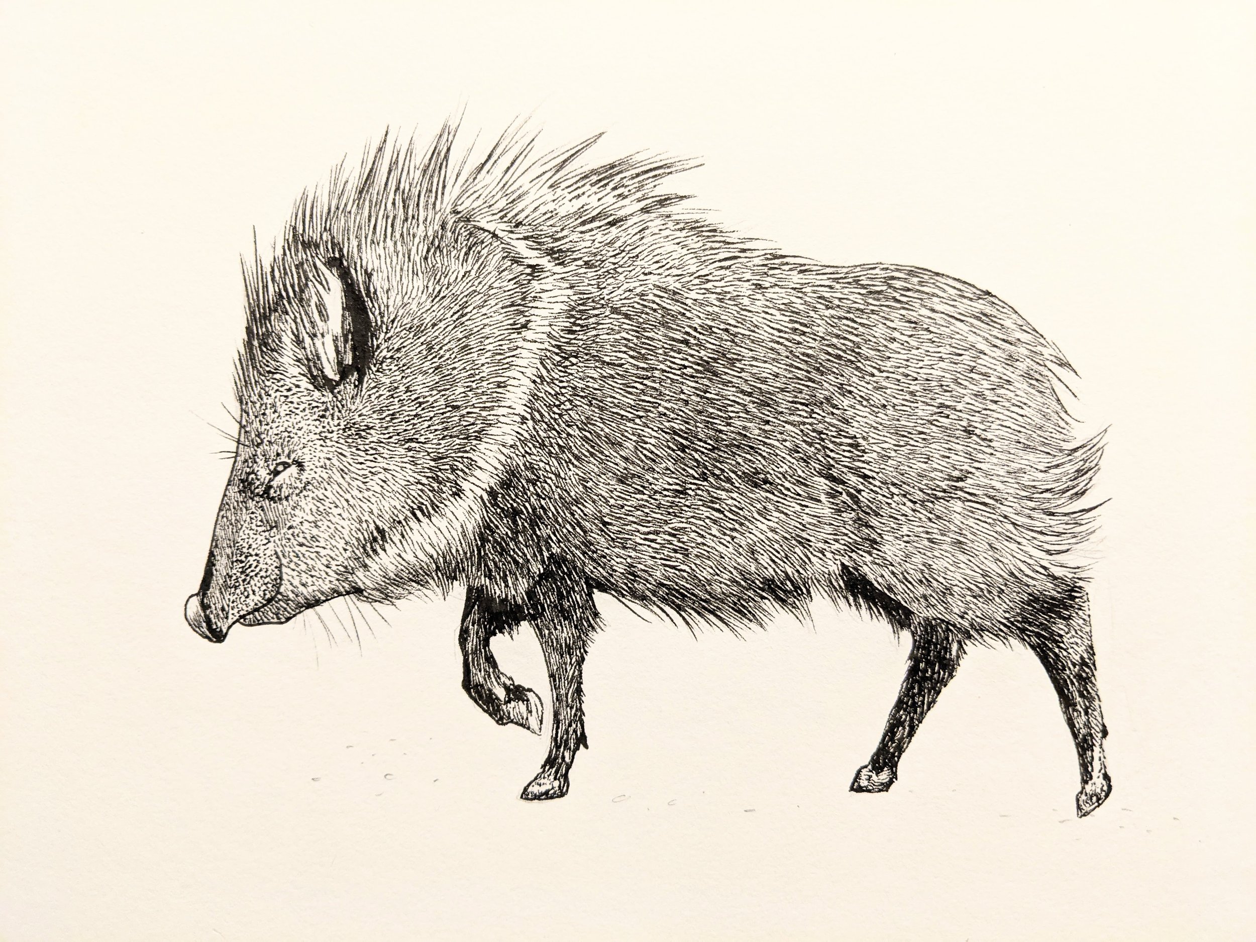 Javelina