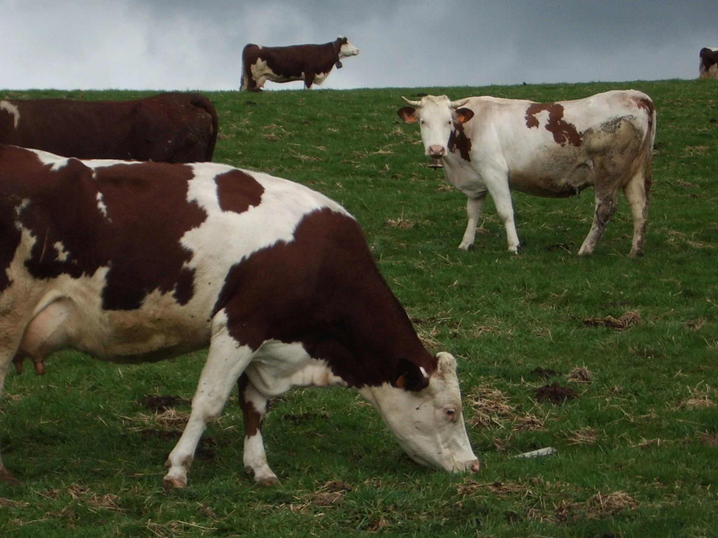 fr174 auvergne cows.JPG