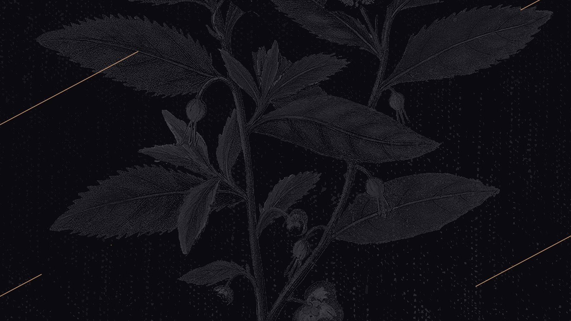 Rooted_header.jpeg