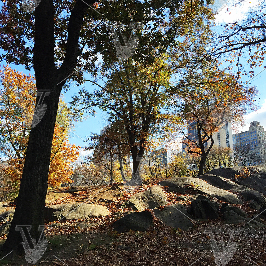 VisualCarbon_Stock_CentralParkInAutumn.JPG